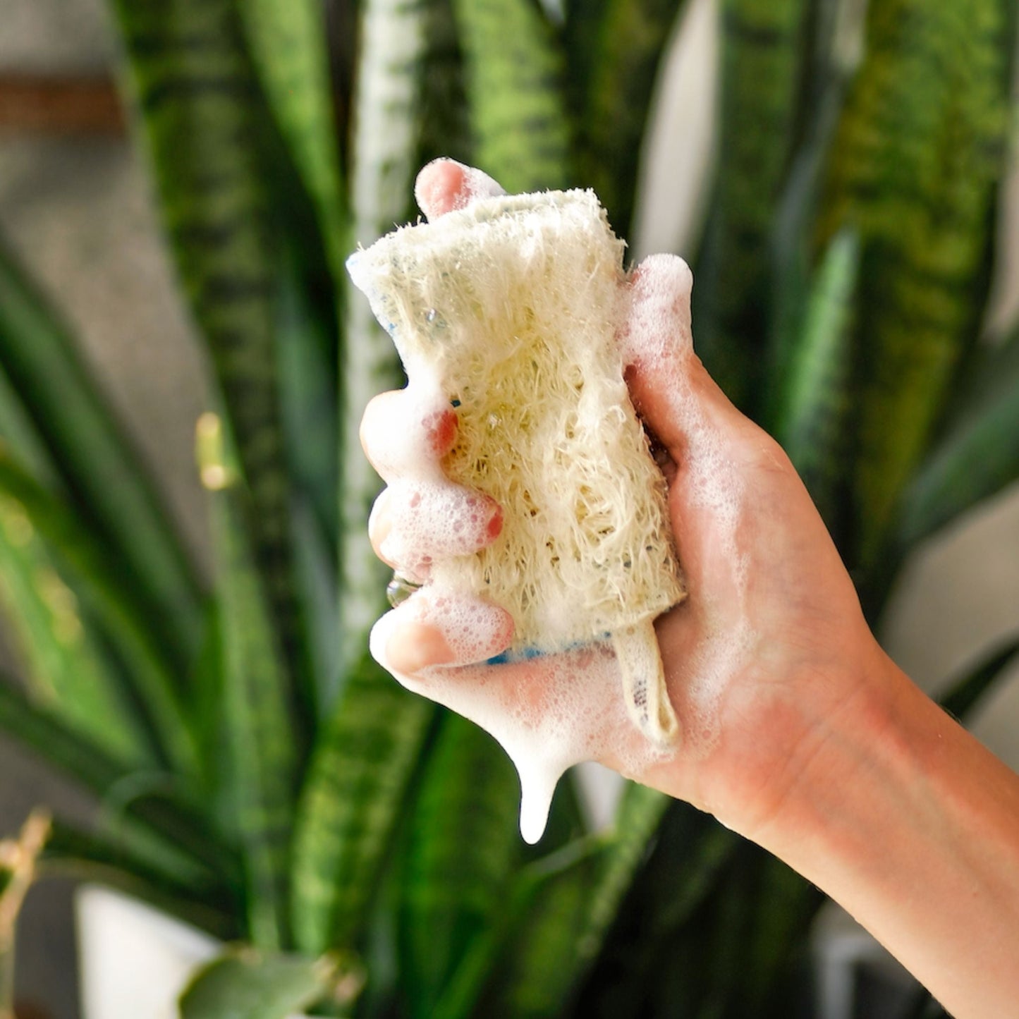 Kitchen Luffa – Natural Dish Scrubber - Pack of 10